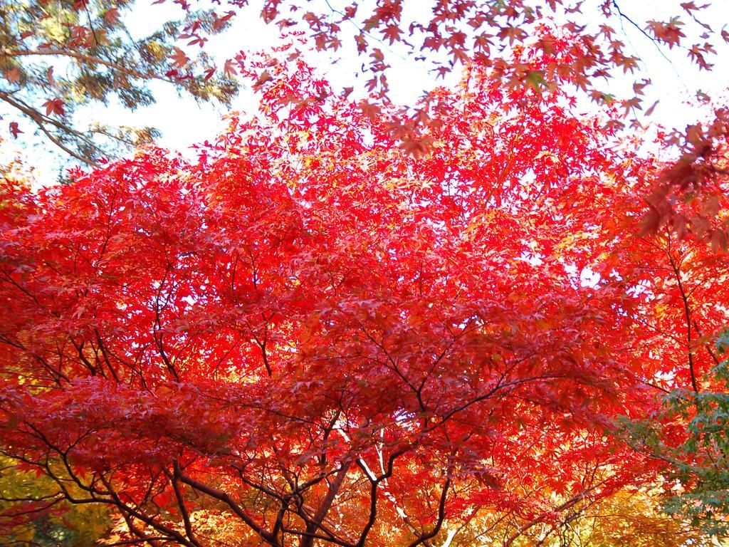 Maple Arima Hotell Kobe Eksteriør bilde